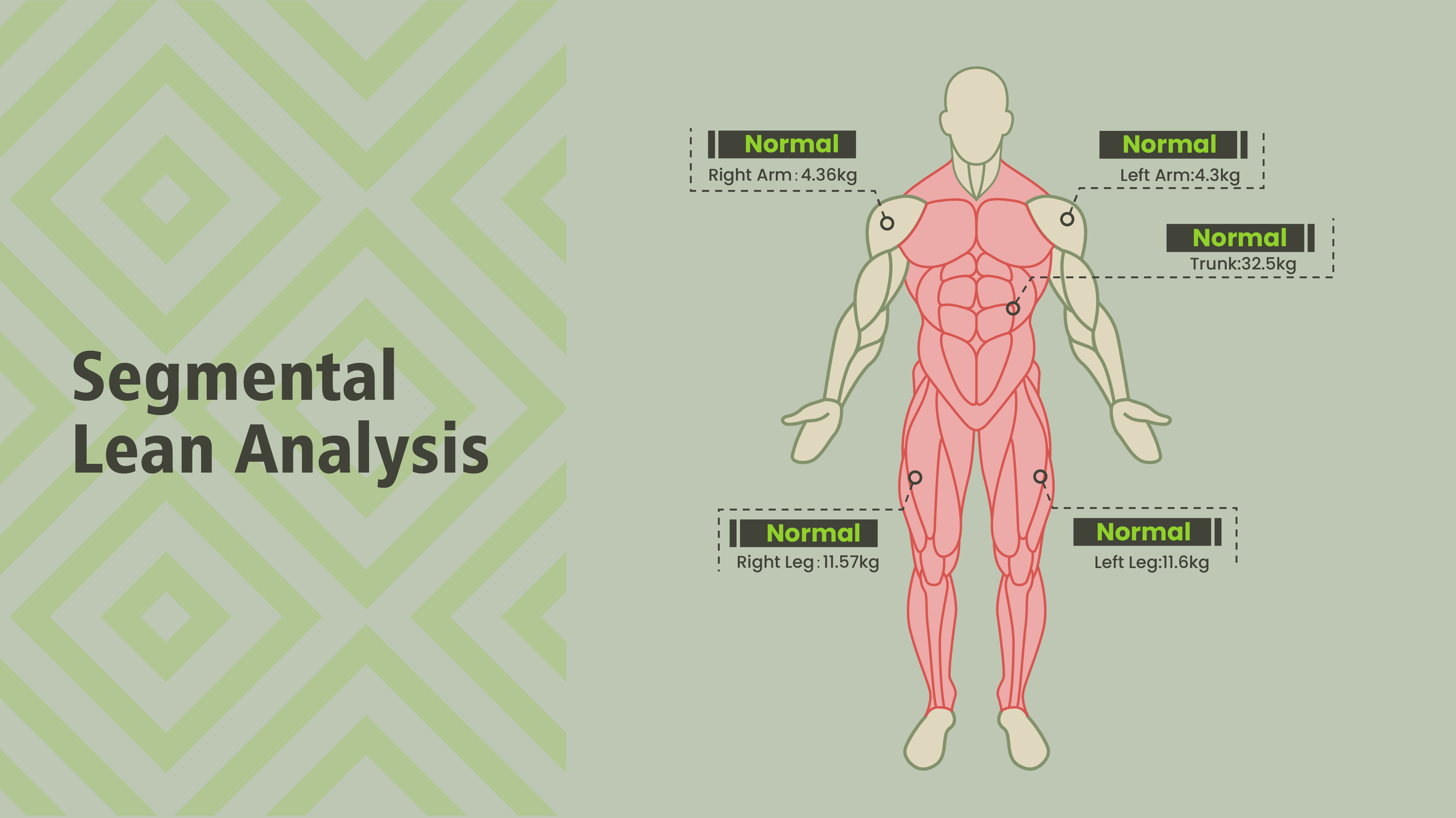 muscle mass