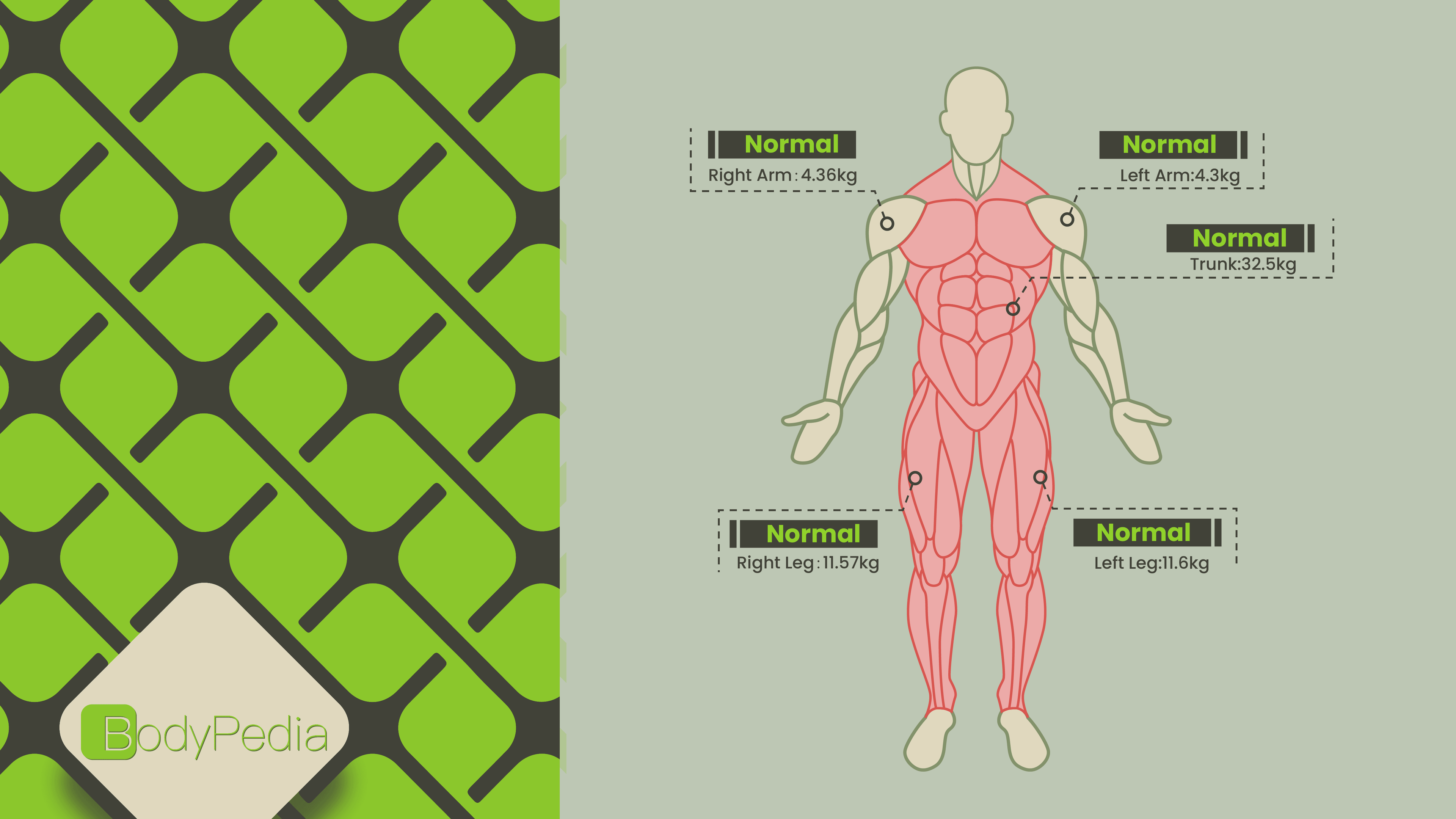 segmental muscle mass